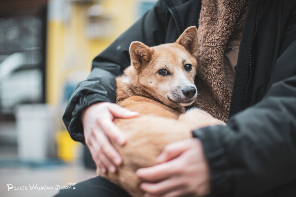 保護犬