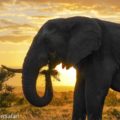 南アフリカ生中継で 野生動物を守るサファリガイドのお仕事を知る│小学生オンライン体験