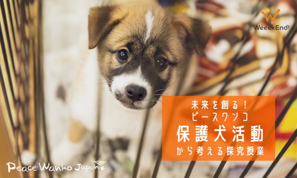 保護犬