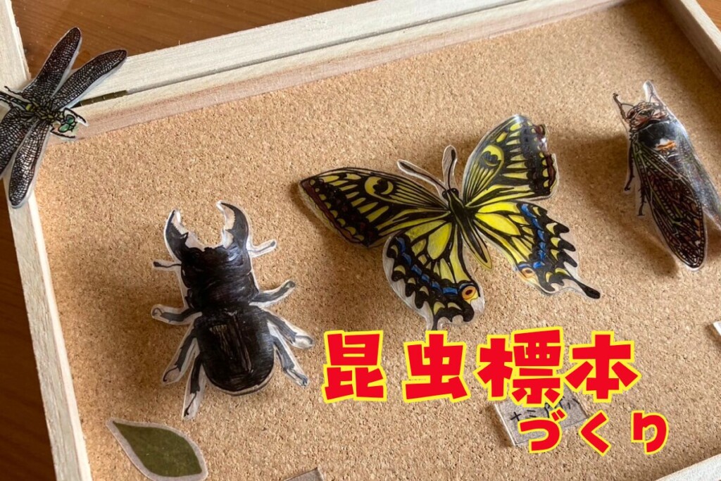 オンライン｜まるで本物のサイエンス工作！プラ板で作る昆虫標本体験
