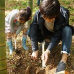 桑名でタケノコ狩り