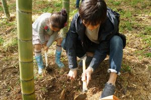 桑名でタケノコ狩り