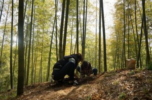 桑名でタケノコ狩り